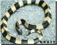 Banded Krait (bungarus fasciatus)