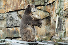 KNUT...Farewell...Auch wenn ich weine...