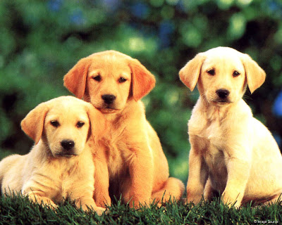 dog training course dog training course