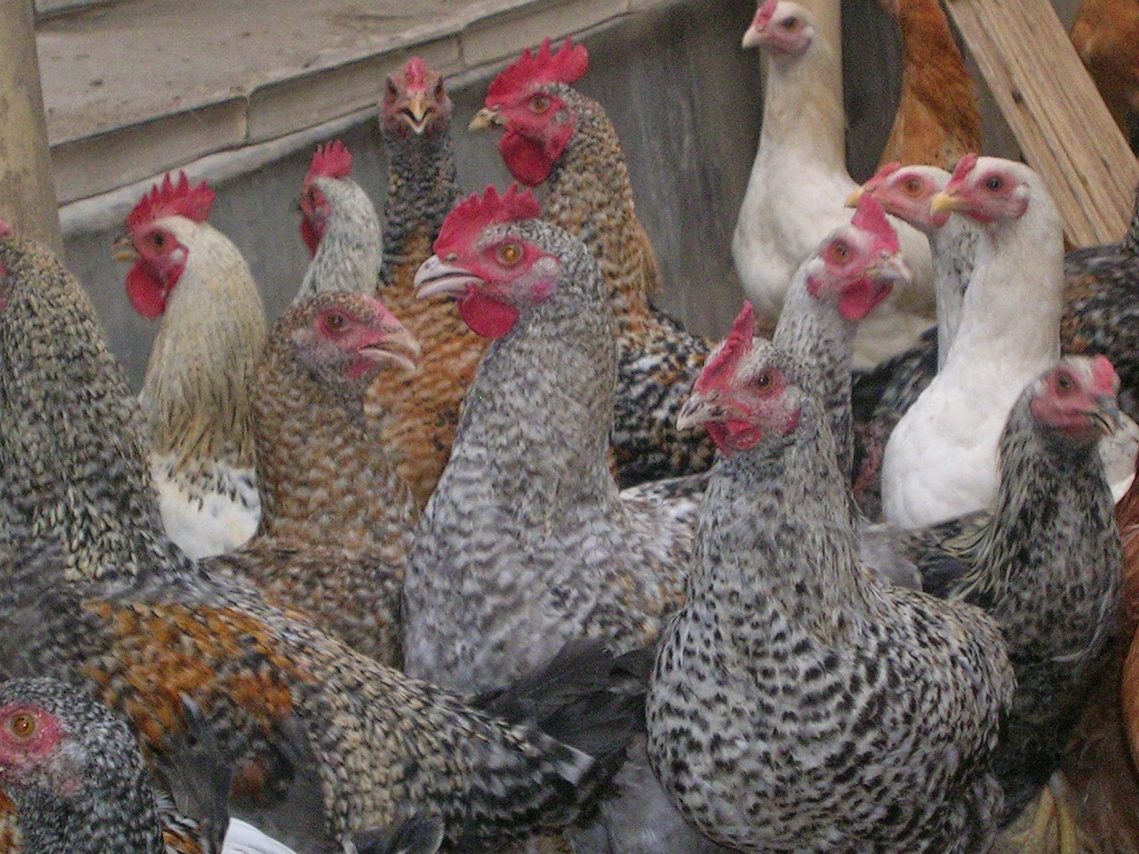 Ayam Arab Dan Cara Ternaknya Yang Baik ayam arab