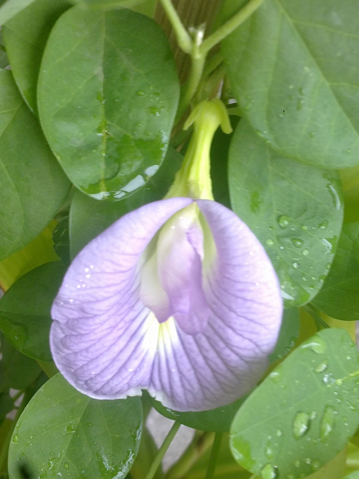 Plants Growing In My Potted Garden. How to Grow Butterfly Pea Vine In