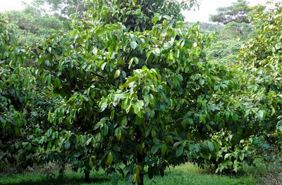 pohon manggis manfaat buah manggis untuk kesehatan