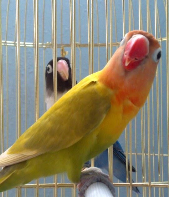 Separating Breeding Lovebirds Love Bird Breeding