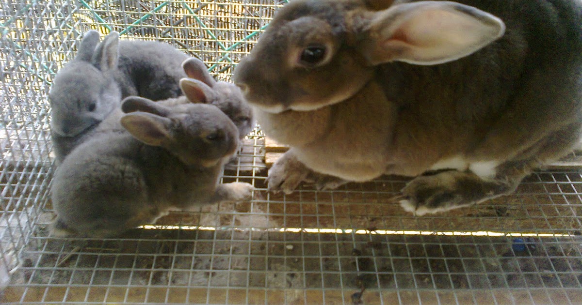 sable mini rex