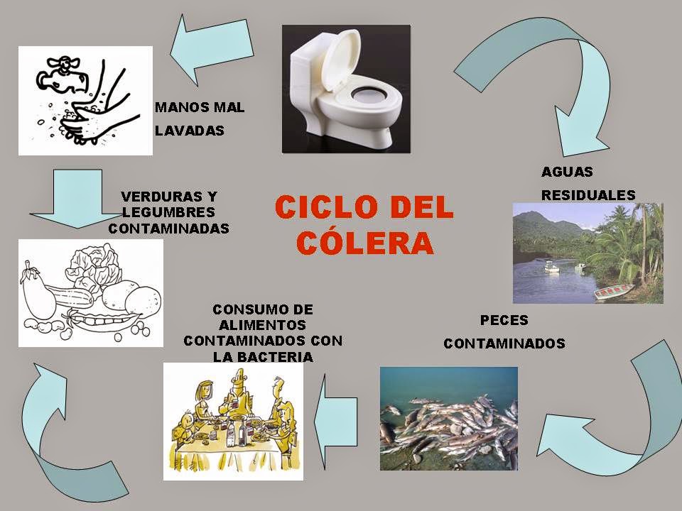 MEDICINA: Colera