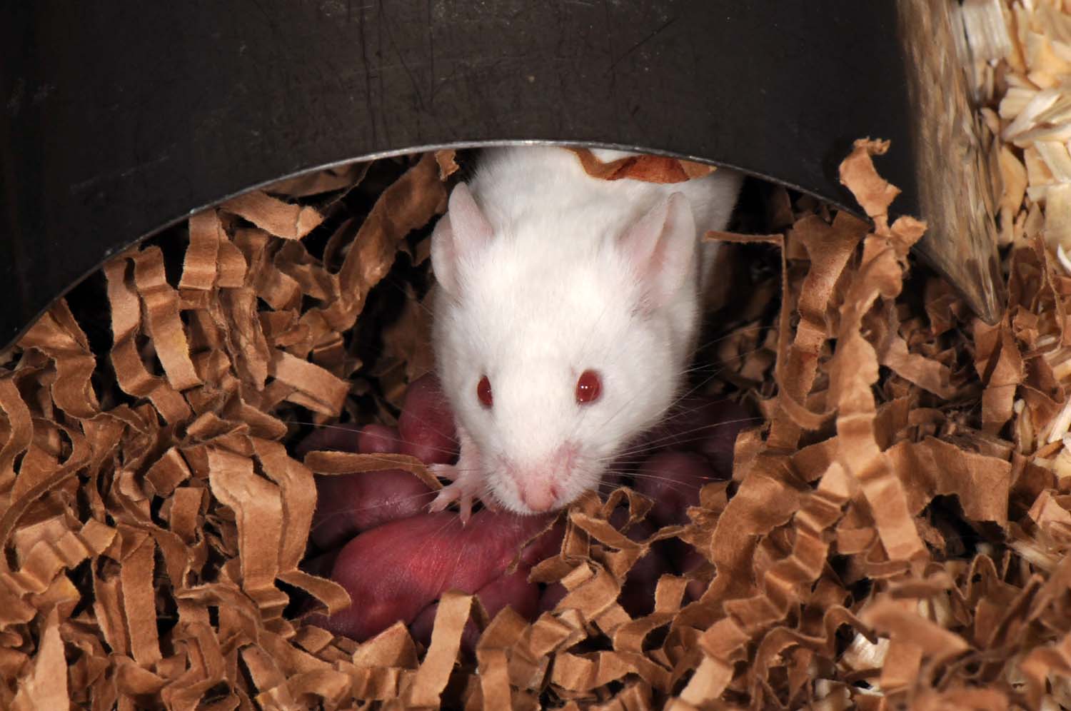 The Evolving Placenta Altricial and precocial neonates