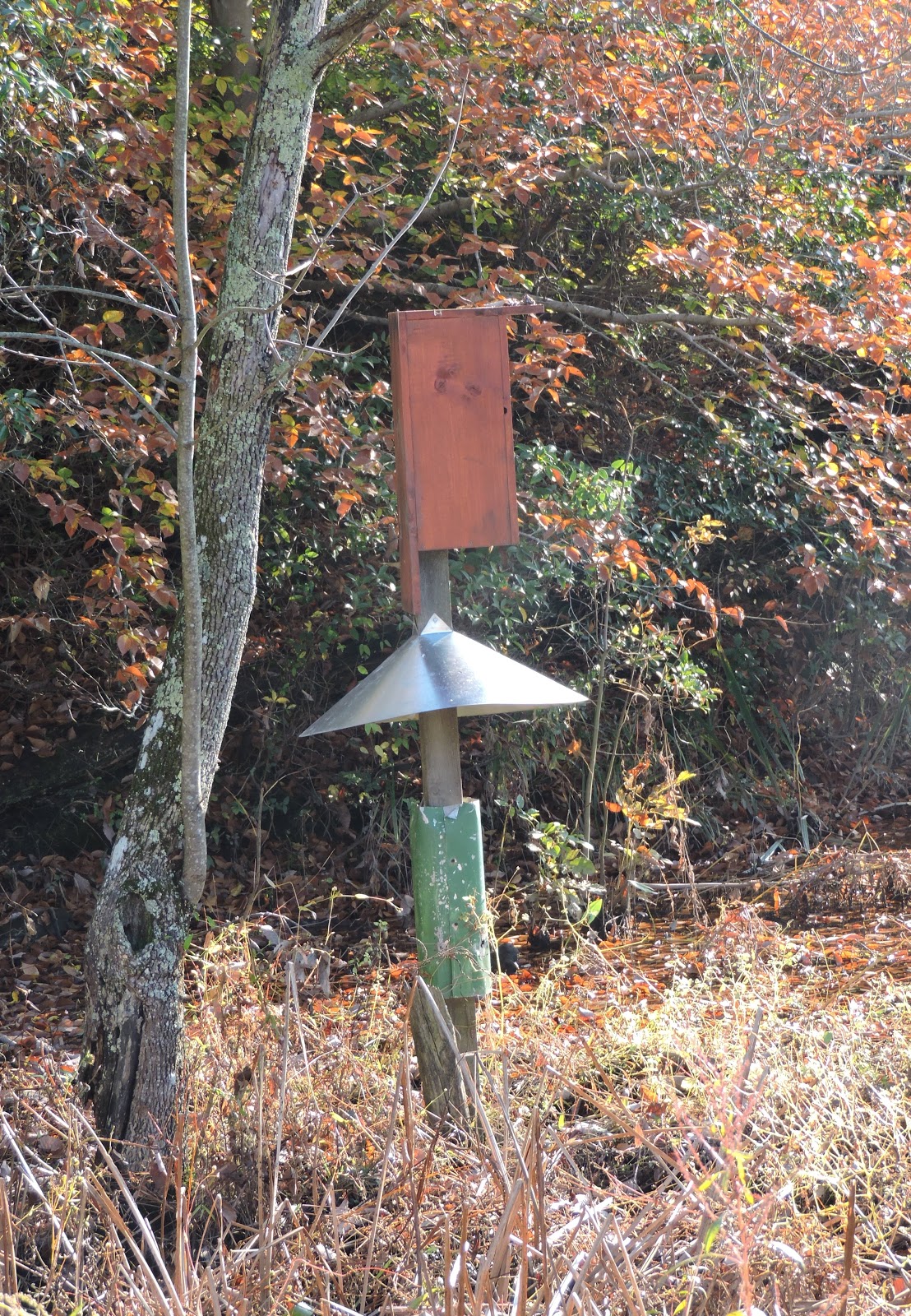 Capital Naturalist by Alonso Abugattas Wood Ducks