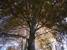 Maison-arbre