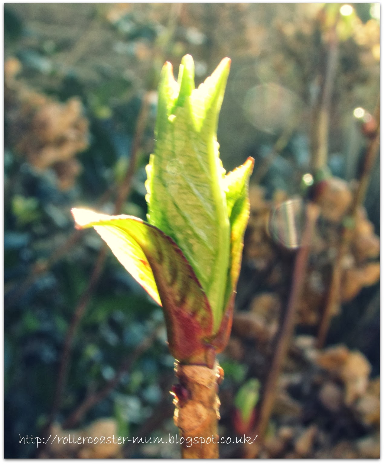 leaf bud - Hydrangea