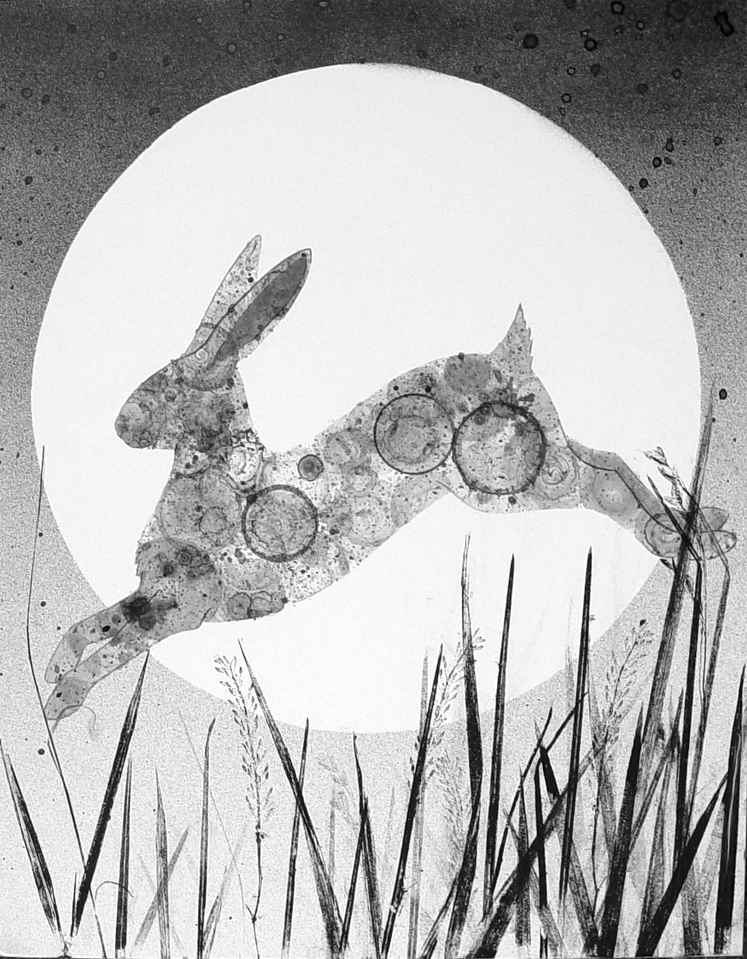 How to draw a hare using a pencil How to draw a hare using a pencil