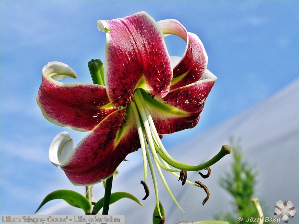 Lilium 'Magny Cours' - Lilia orientalna 'Magny Cours'
