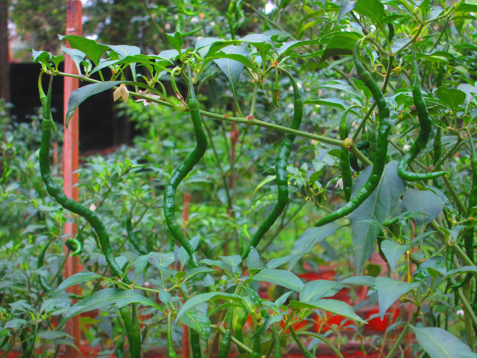 Salah Satu Fungsi Pameran Di Sekolah Bagi Siswa Adalah Edukasi Lif Co Id