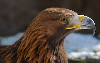 Golden Eagle A Birds of Prey (Aquila chrysaetos)