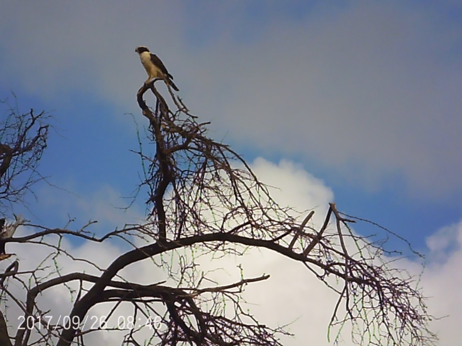 Uma cauã na caatinga