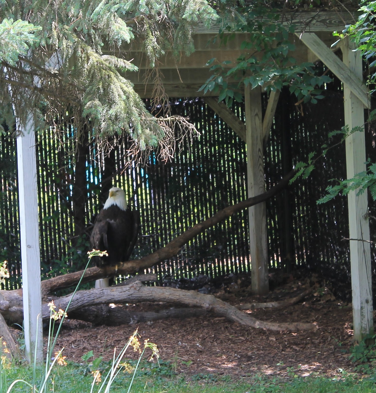 Hoorahoopti Away Miller Park ZooBloomington, IL
