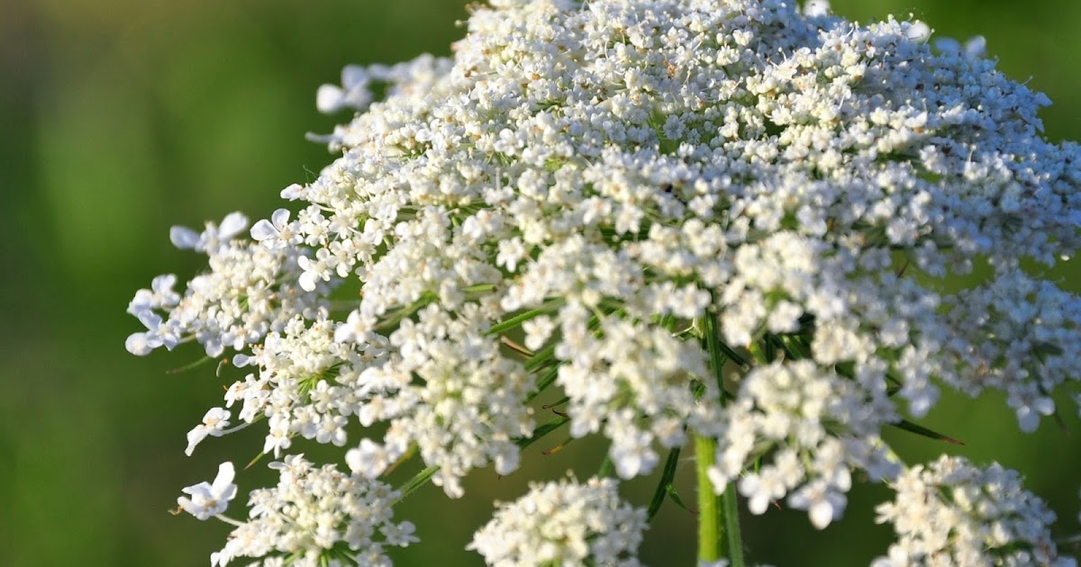 Picking Wildflowers