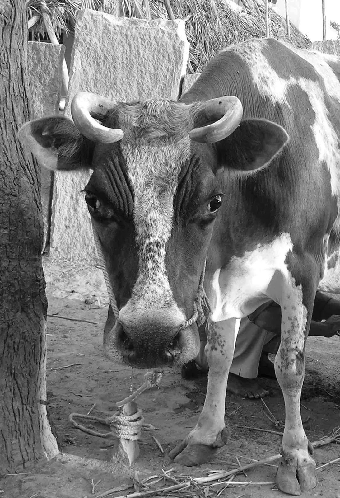 saami%2Bmaatu%2C%E0%AE%9A%E0%AE%BE%E0%AE