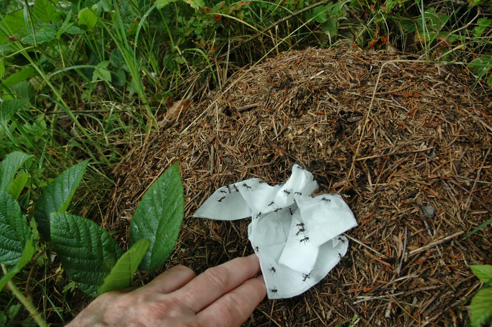 Znalezione obrazy dla zapytania mrowisko