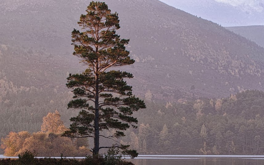 20 of the world's most beautiful trees Most beautiful places in the