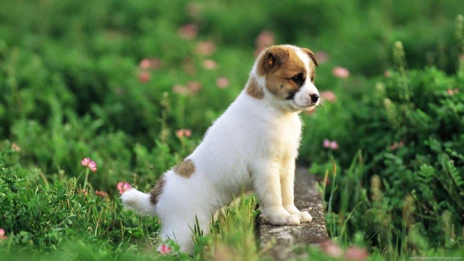 Đoán tính cách con người qua thú cưng