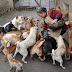Chinese Grandma Spends All Her Life Savings Taking Care of Stray Dogs and Cats