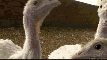 Funny animal gifs - part 97 (10 gifs), funny gifs, funny chick gif
