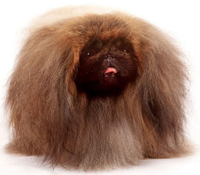 Berbagai Gaya Rambut Binatang yang Unik  Anjing+Pekingse