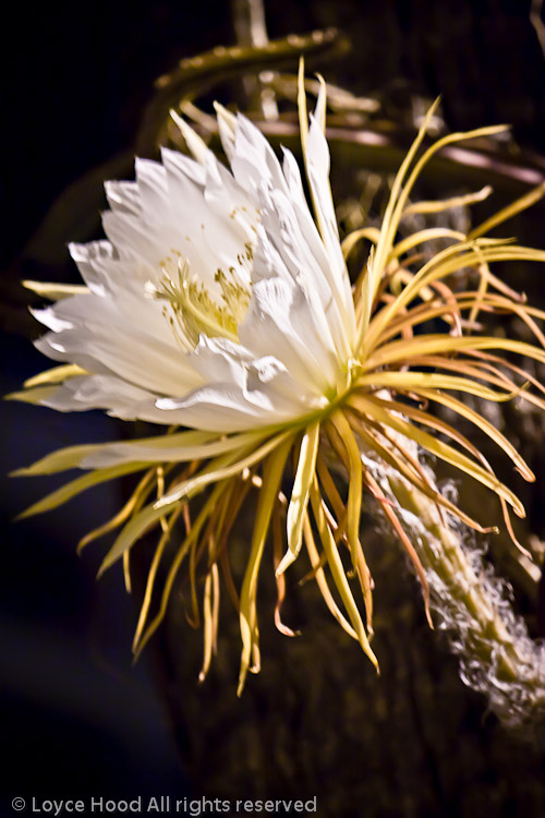 Photo of the Day Nightblooming Cactus