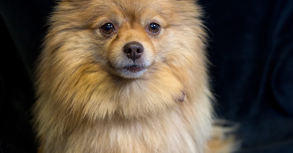 best brush for pomeranian shelter dogs of portland quot farrah quot brush my golden locks sweet pomeranian best brush for pomeranian shelter dogs of portland quot farrah quot brush my golden locks sweet pomeranian