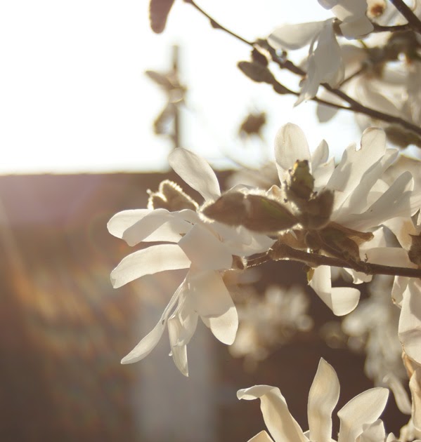 Nordhessin: Verdammt wo ist der Frühling hin...