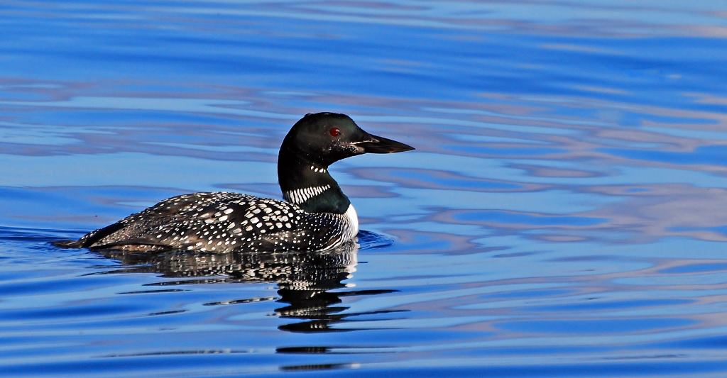 Gyrfunken Loon Migration