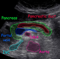 Pancreatic System