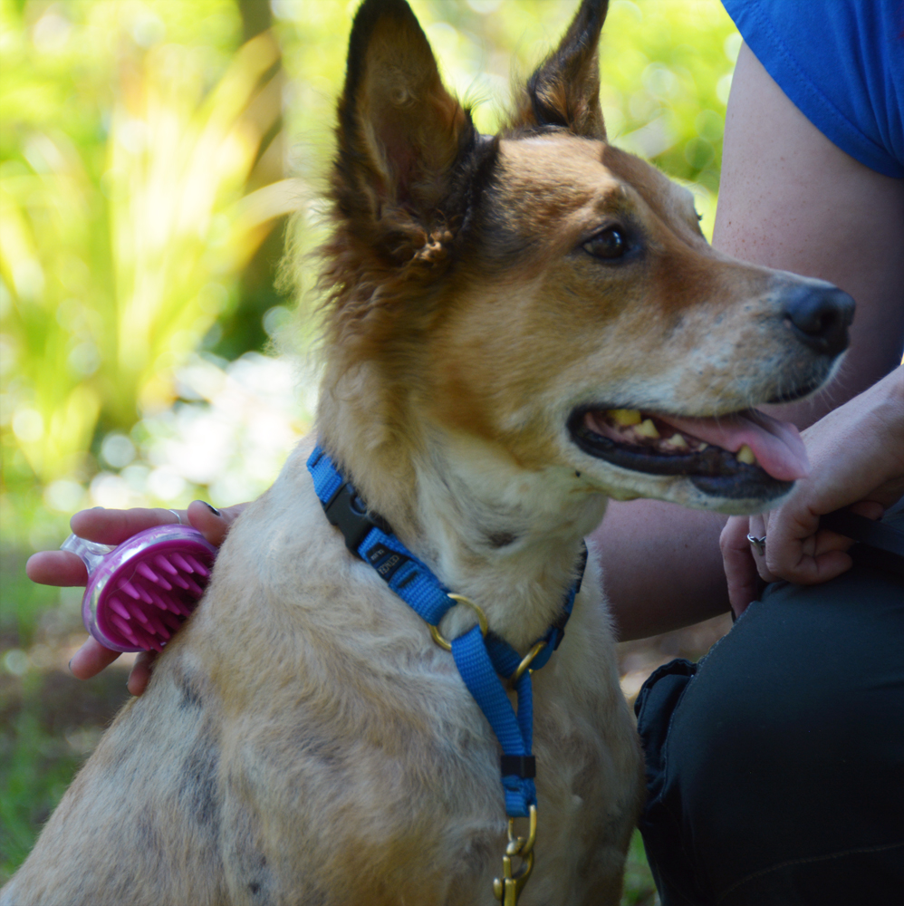 The Dog Geek Product Review Conair PetIt Curry Comb