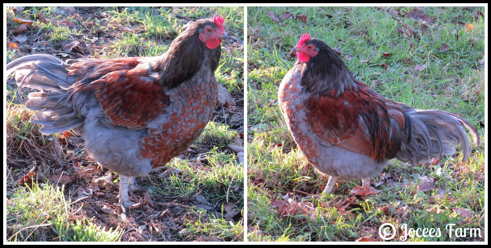 rusty rooster rusty rooster