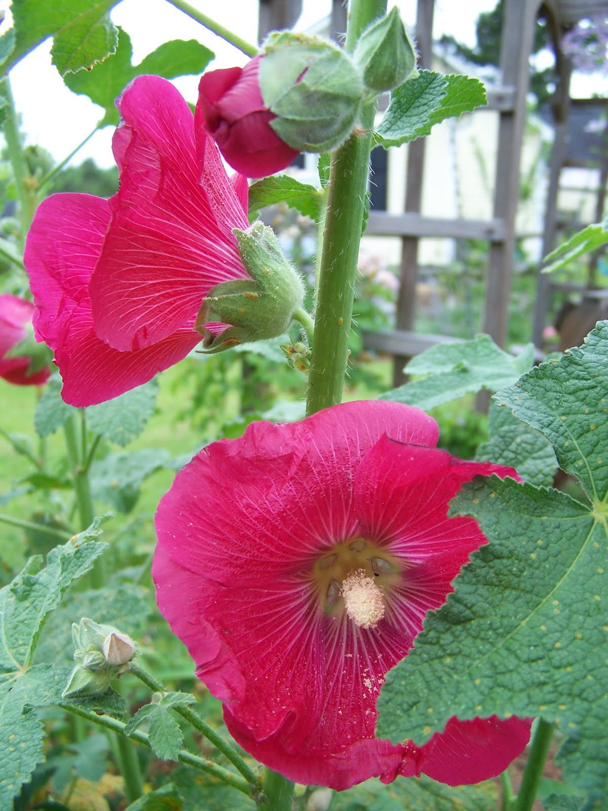 Henny Penny Rose Cottage Some pictures from around the yard
