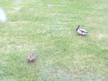 THE DUCKS