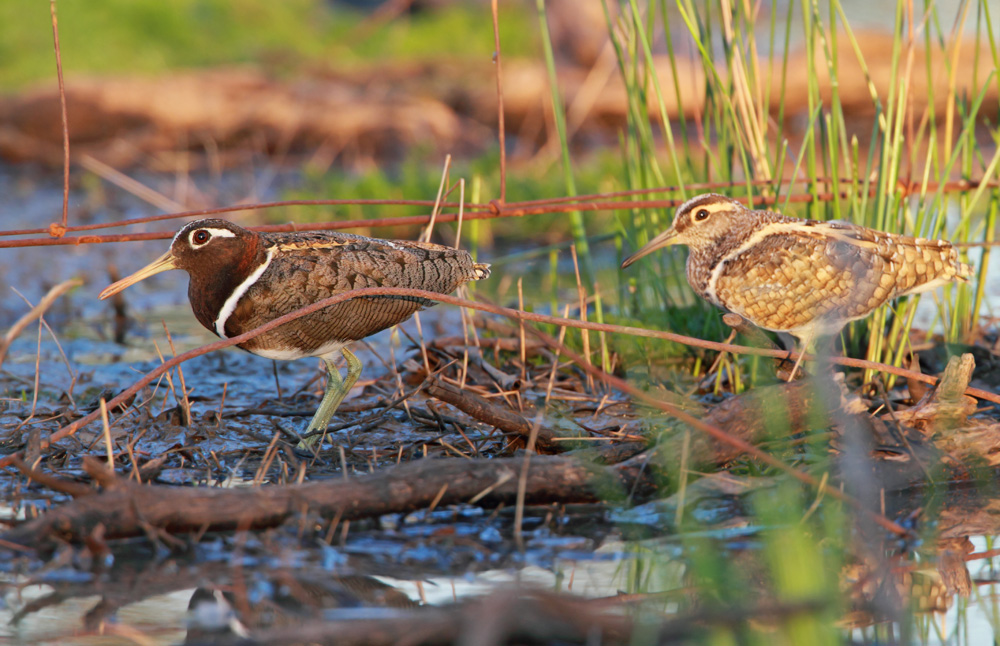 Australian Painted Snipe