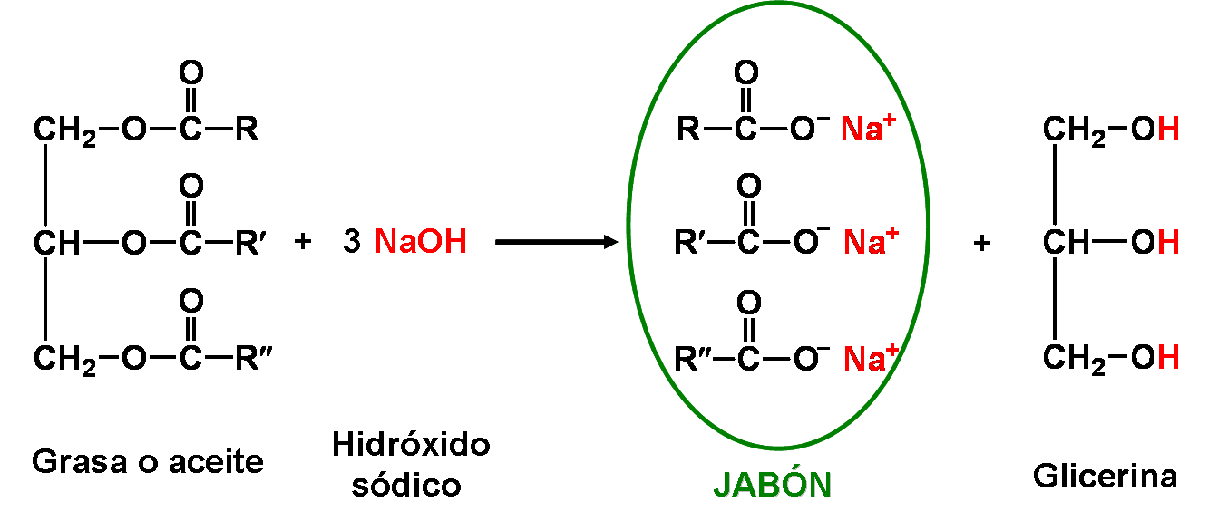 Macromoléculas Naturales y Sintéticas Lípidos