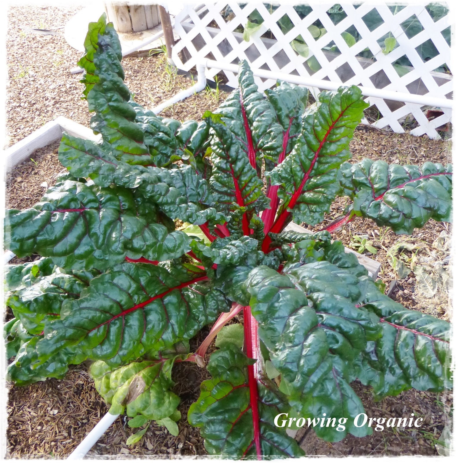 The Ultimate Guide To Harvesting And Using Maguey Leaves - pop7708