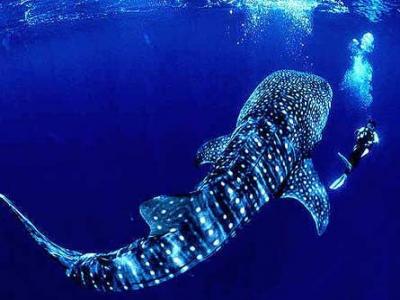 Whale Shark