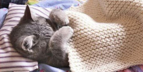 Tips Merawat Kucing Yang Sakit [ www.BlogApaAja.com ]