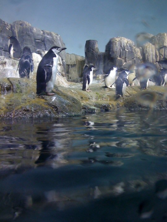 central park zoo penguins. central park zoo penguins.