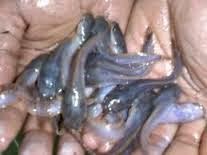 Lele Ikan Jual Hewan Peliharaan Terlengkap Di Bekasi Kab Olx