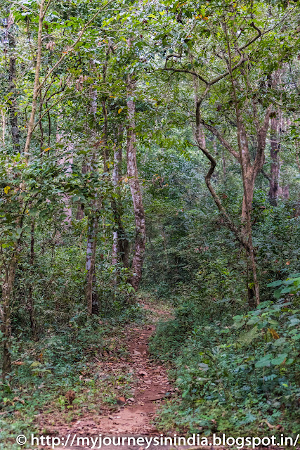 Thattekad Bird watching trail