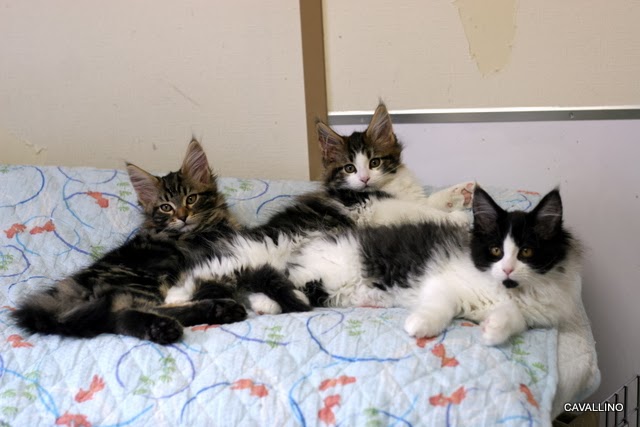 Cavallino 猫 ねこ ネコ 大きくなった猫団子 えにょベイビーズ