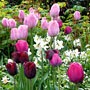 tulip flower tulip flower