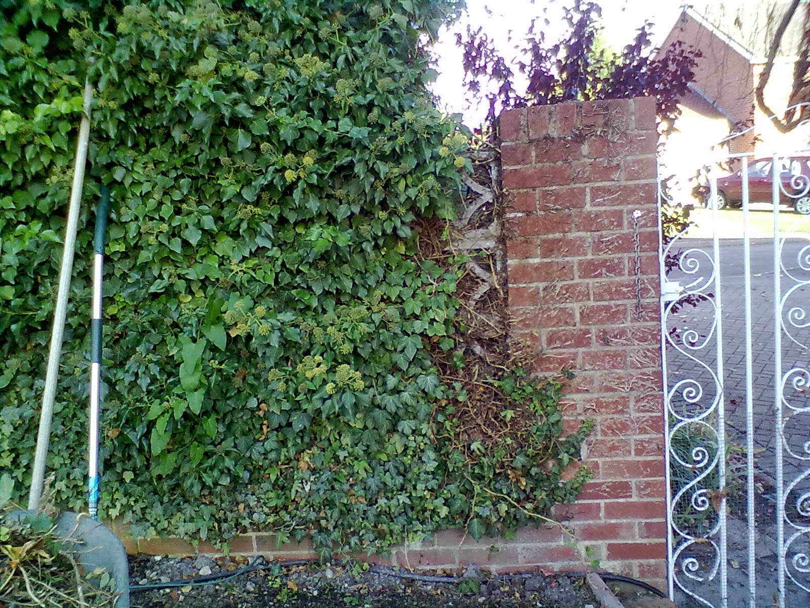 Rachel the Gardener Removing Ivy from walls.