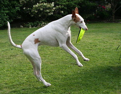 Dog Wallpapers Album: Ibizan Hound Dog Breed Pictures