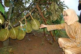 durian montong sudah berbuah banyak, bibitnya hasil sambung pucuk introduksi dari thailand