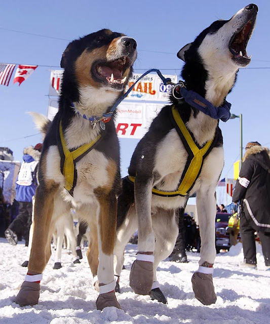 Get Up and Go! Puparazzi Iditarod Inspiration, Susan Butcher